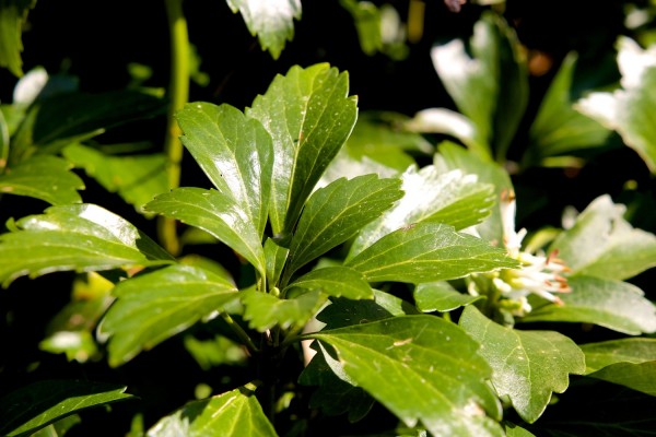 1 Bundle Common Pachysandra (50 plants)